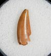 Raptor Tooth From Morocco #5038-1
